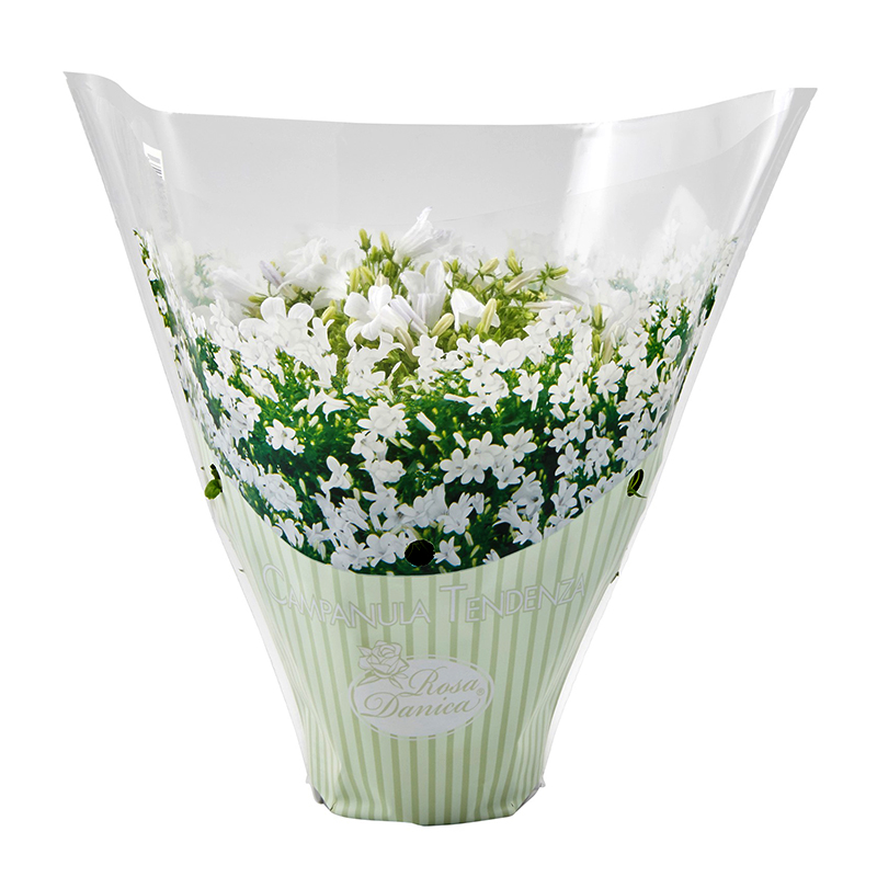 Campanula Tendenza® 10,5 cm Rosa Danica