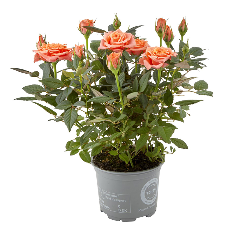 Rosa ® Classic 10,5 cm | Rosa Danica